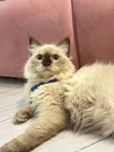 Cat for sale