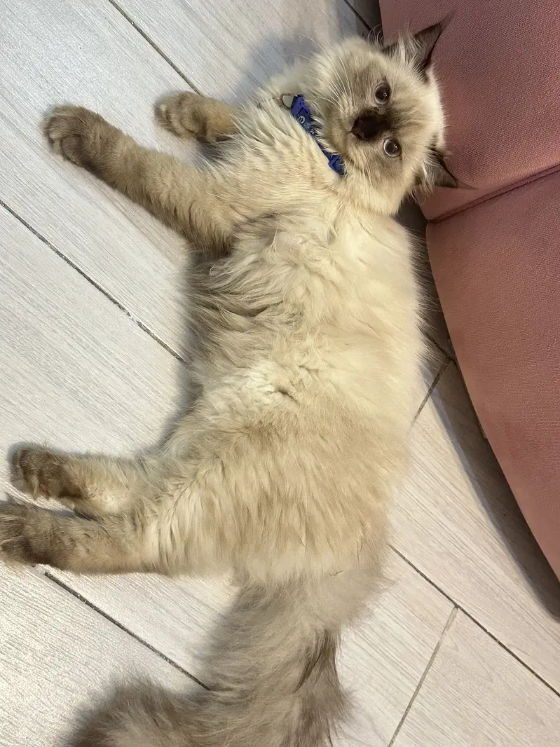 Cat for sale — photo 2