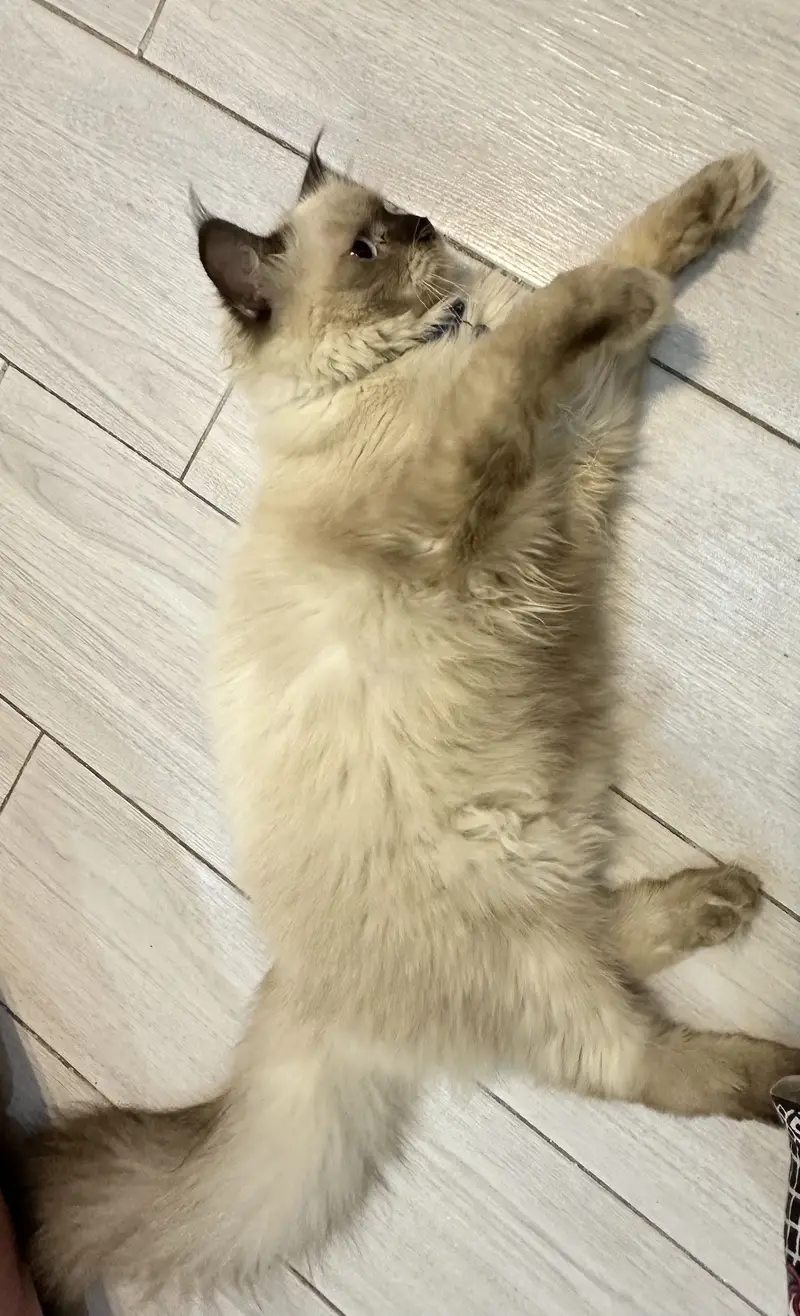 Cat for sale — photo 3