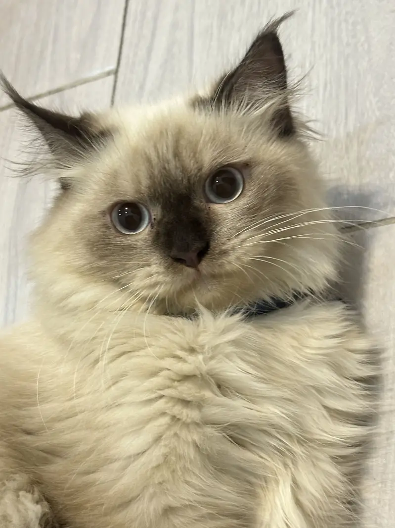Cat for sale — photo 4