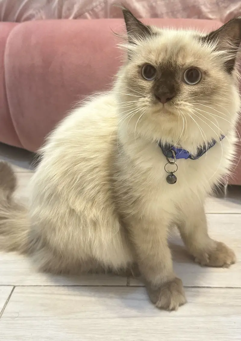 Cat for sale — photo 5