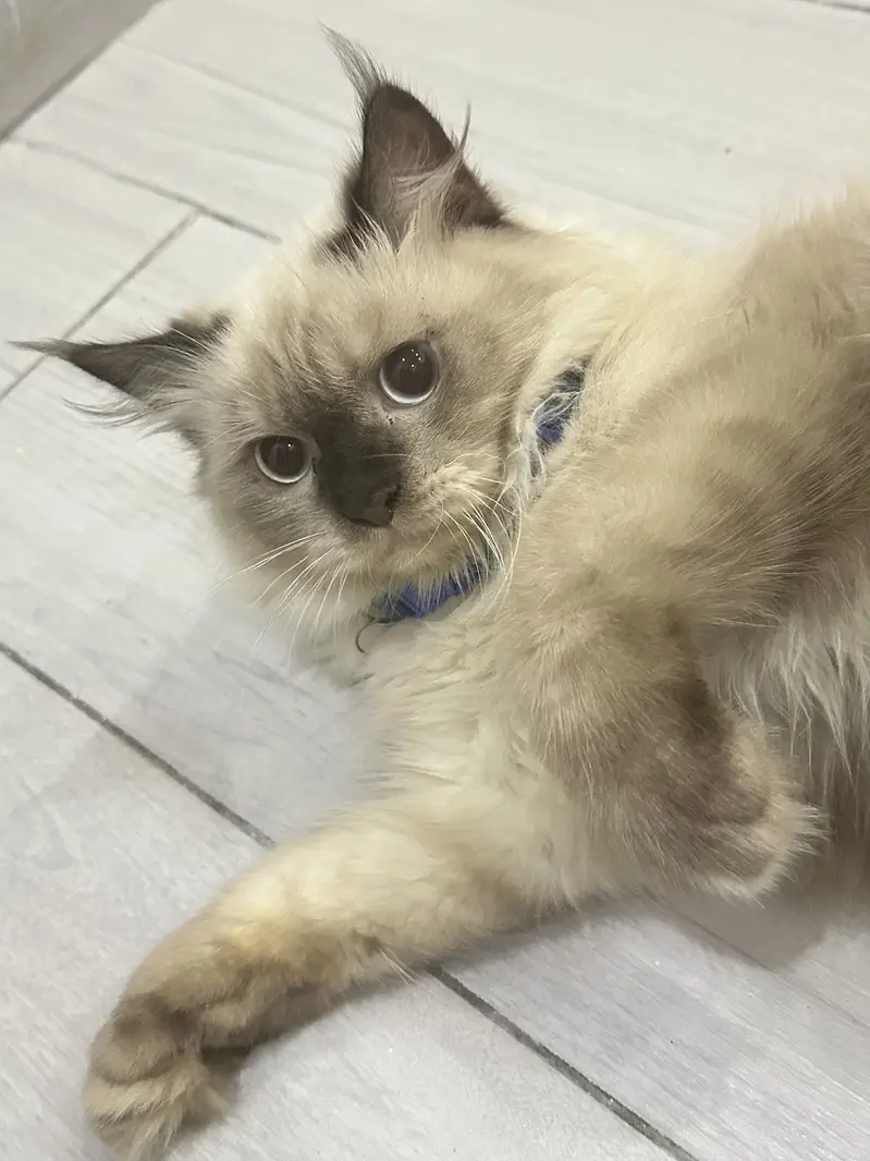 Cat for sale — photo 6