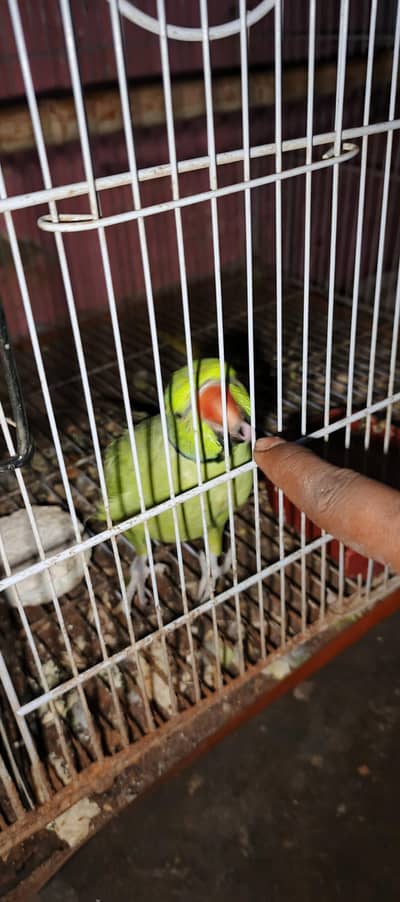 ringneck parrot talking karta ha addalt ha fast Tim bareet. karinga