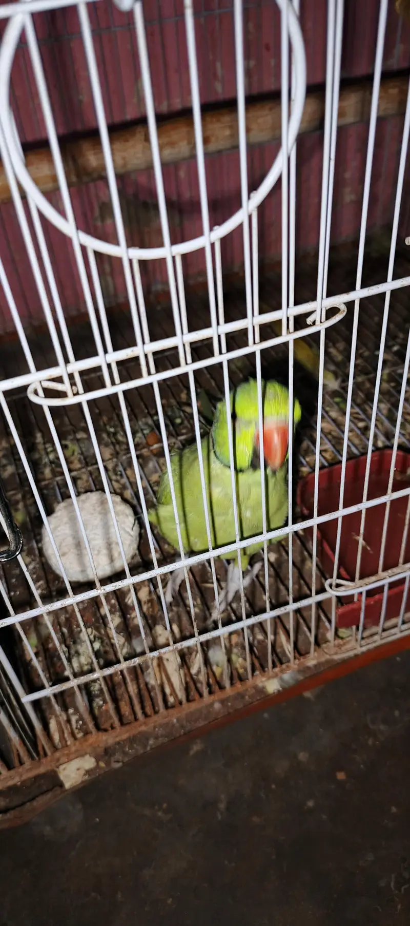 ringneck parrot talking karta ha addalt ha fast Tim bareet. karinga — photo 2