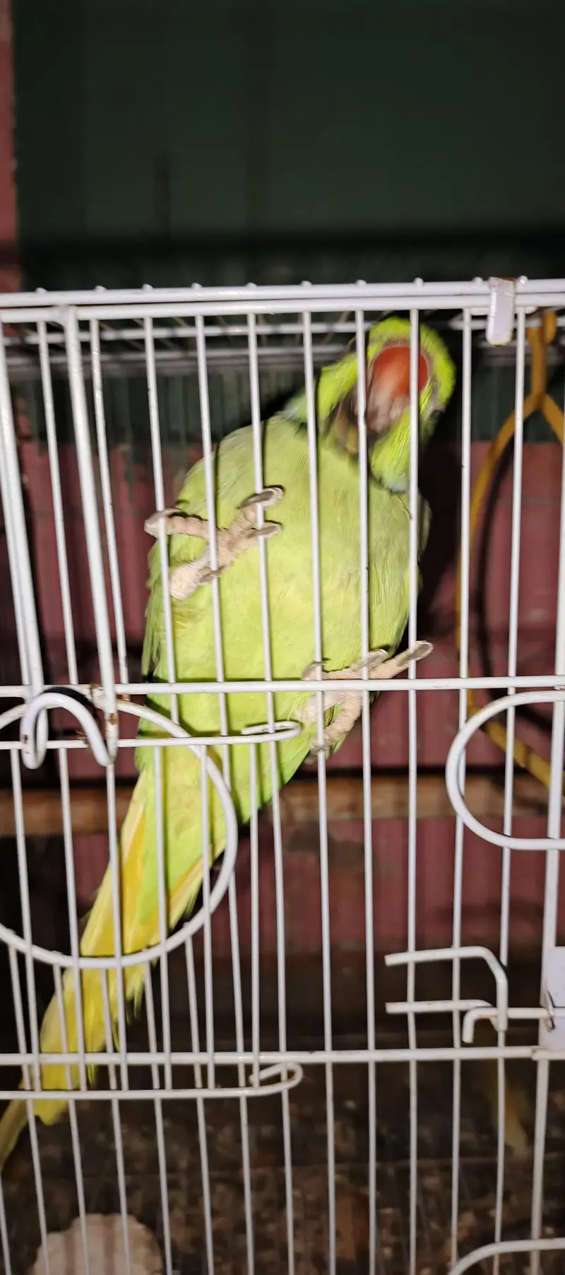ringneck parrot talking karta ha addalt ha fast Tim bareet. karinga — photo 3