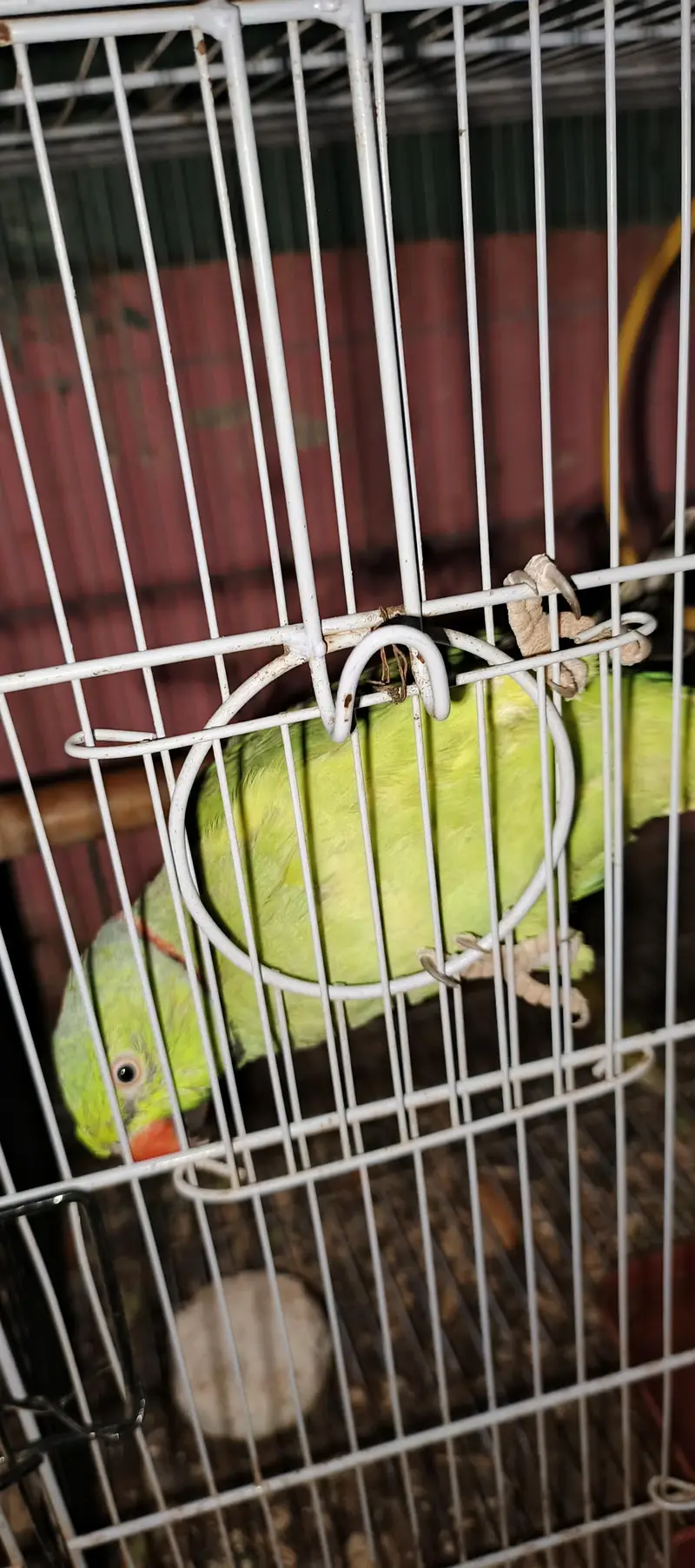 ringneck parrot talking karta ha addalt ha fast Tim bareet. karinga — photo 4