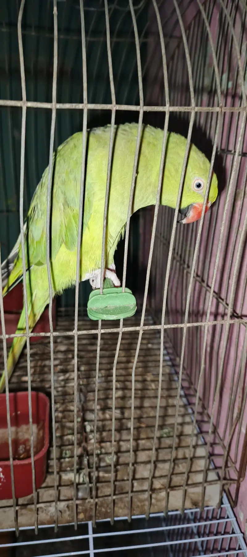 ringneck parrot talking karta ha addalt ha fast Tim bareet. karinga — photo 5