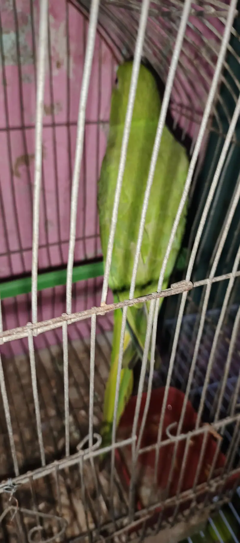 ringneck parrot talking karta ha addalt ha fast Tim bareet. karinga — photo 6