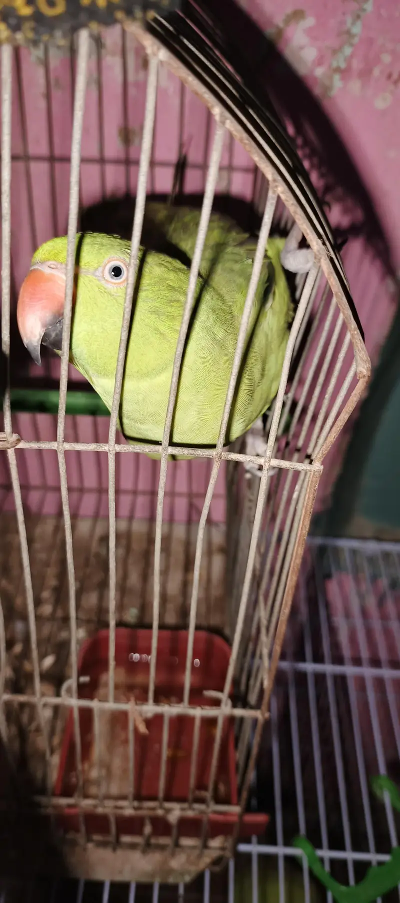 ringneck parrot talking karta ha addalt ha fast Tim bareet. karinga — photo 7
