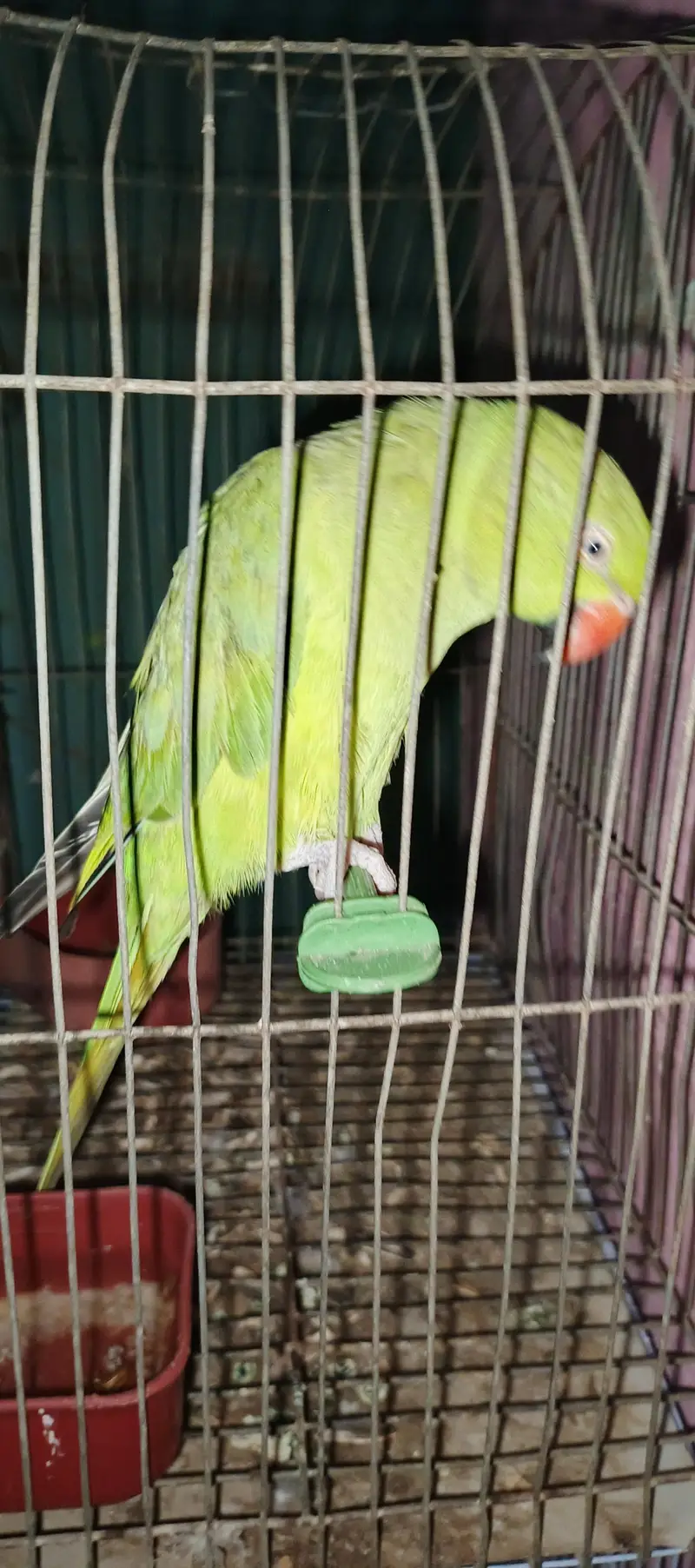 ringneck parrot talking karta ha addalt ha fast Tim bareet. karinga — photo 8
