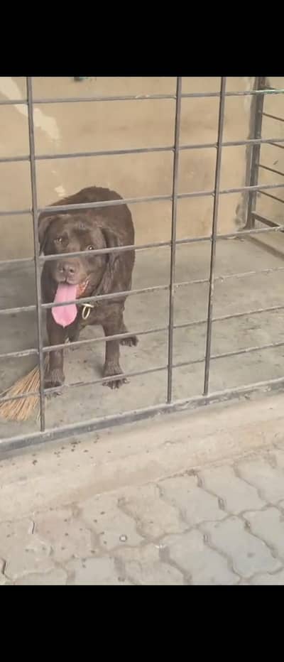 Brown labrador for sale