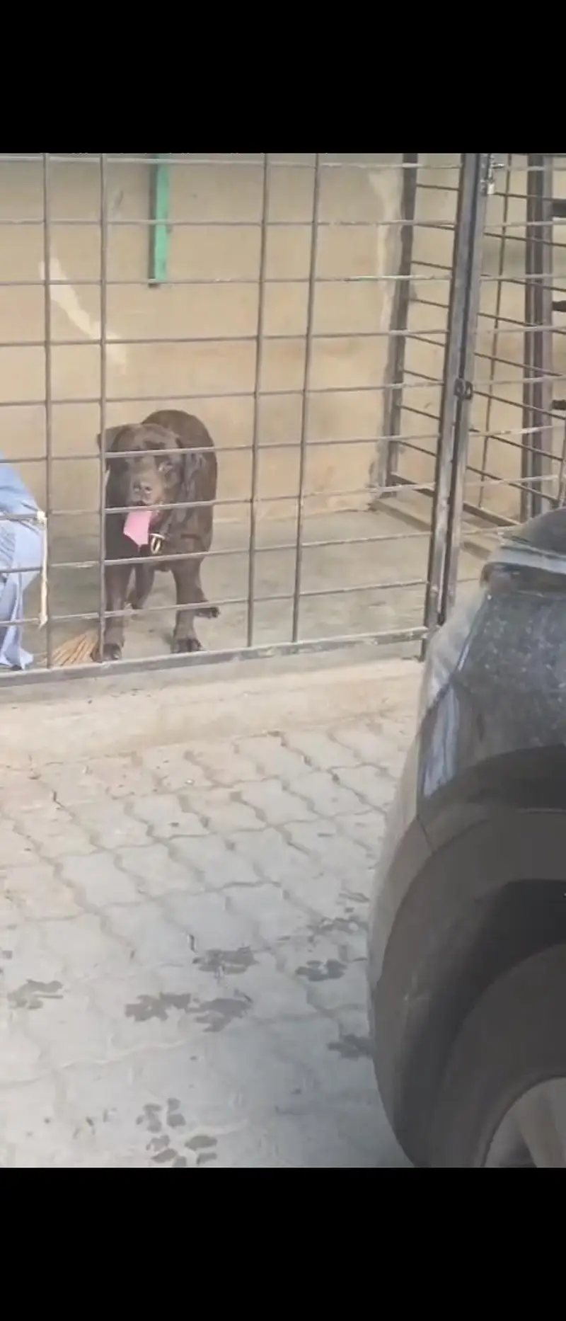 Brown labrador for sale — photo 2