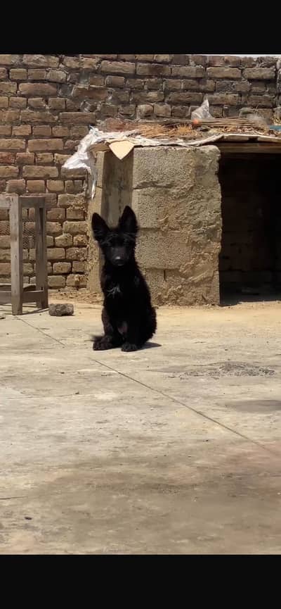Black german Sheperd Puppy Loong coat