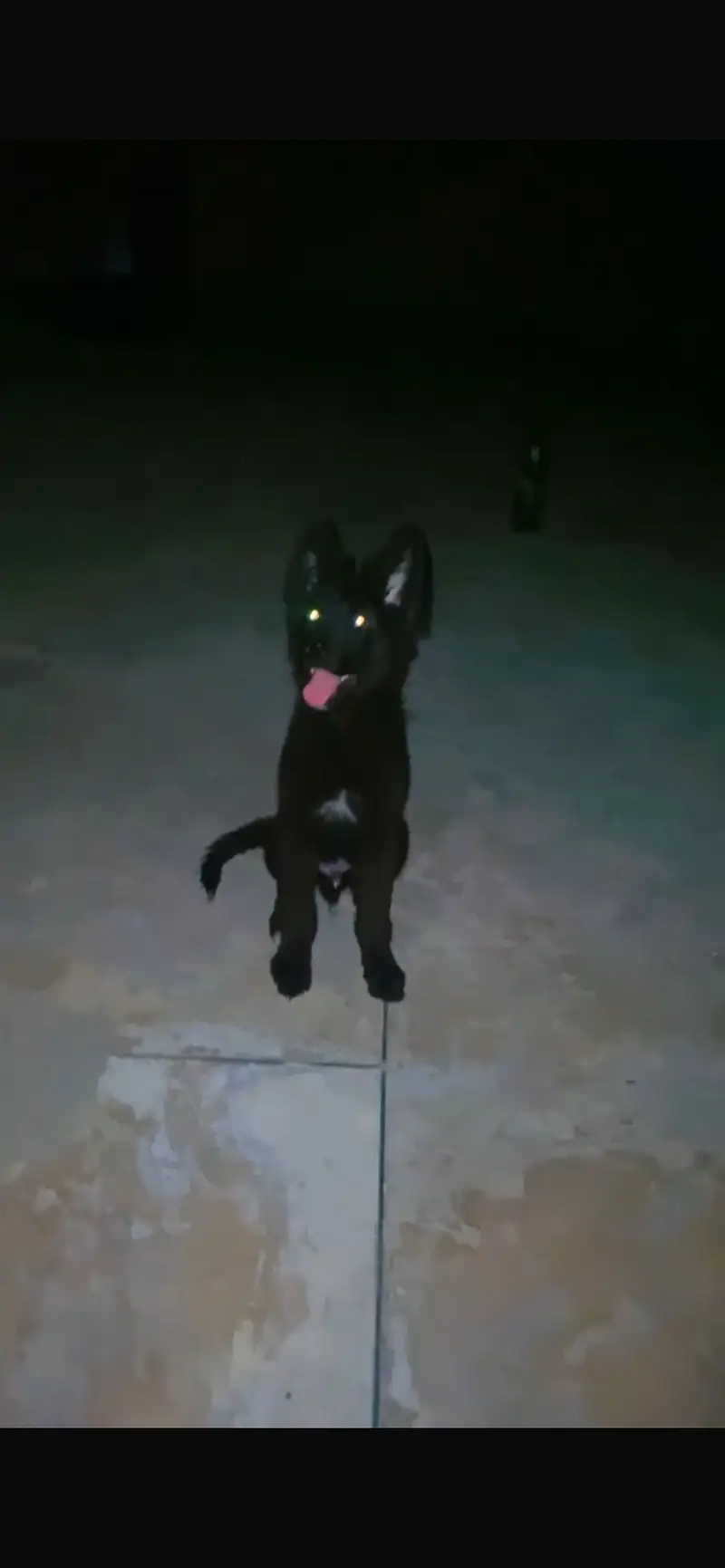 Black german Sheperd Puppy Loong coat — photo 2