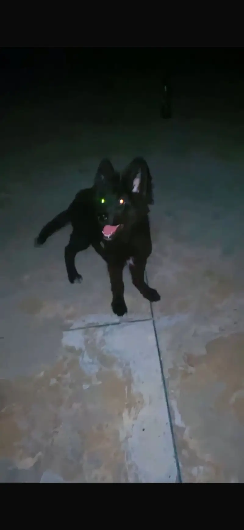 Black german Sheperd Puppy Loong coat — photo 3