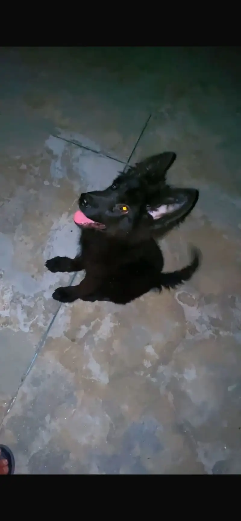 Black german Sheperd Puppy Loong coat — photo 4