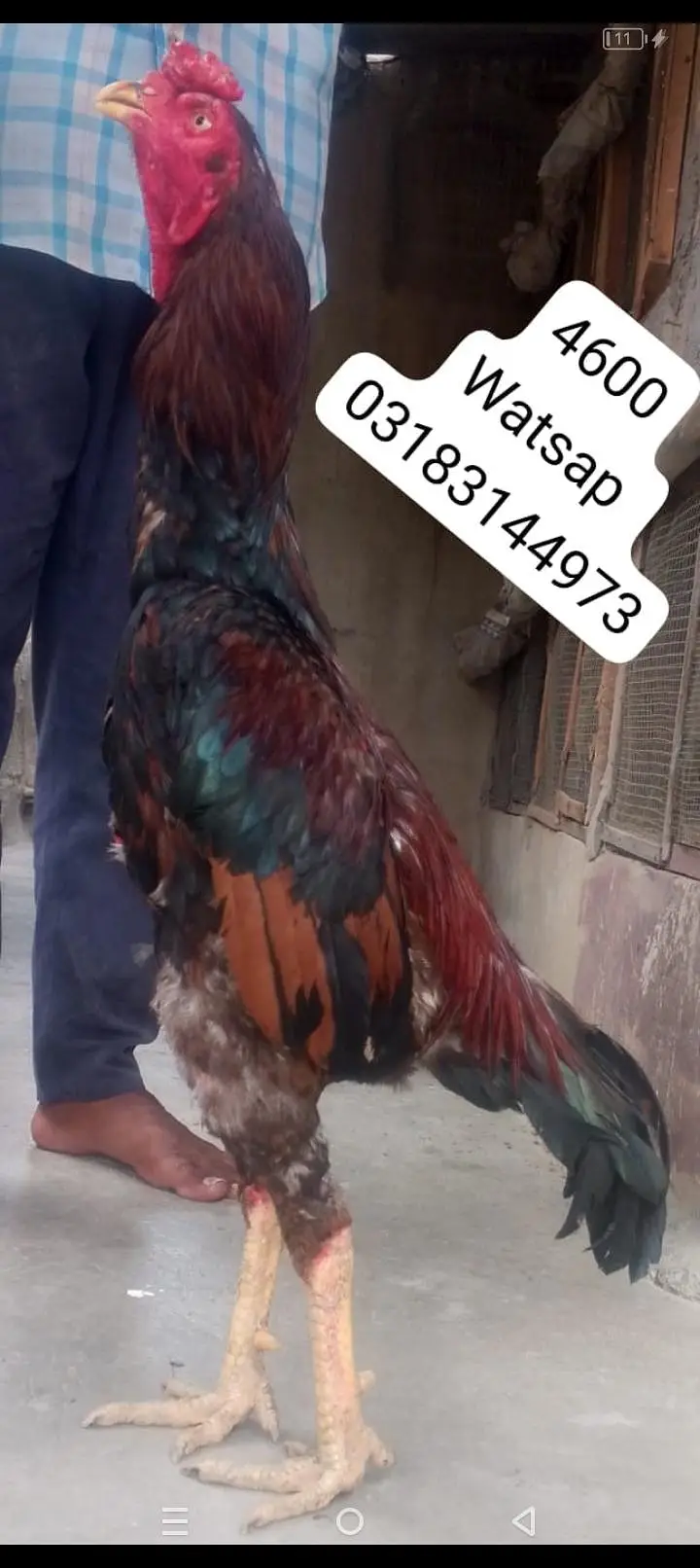aseel murga | aseel murgi | murga — photo 4