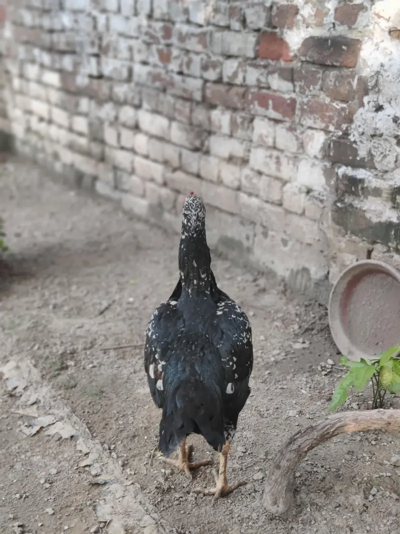Urgent sale bot kobsorat murgi ha pure miwawali — photo 2