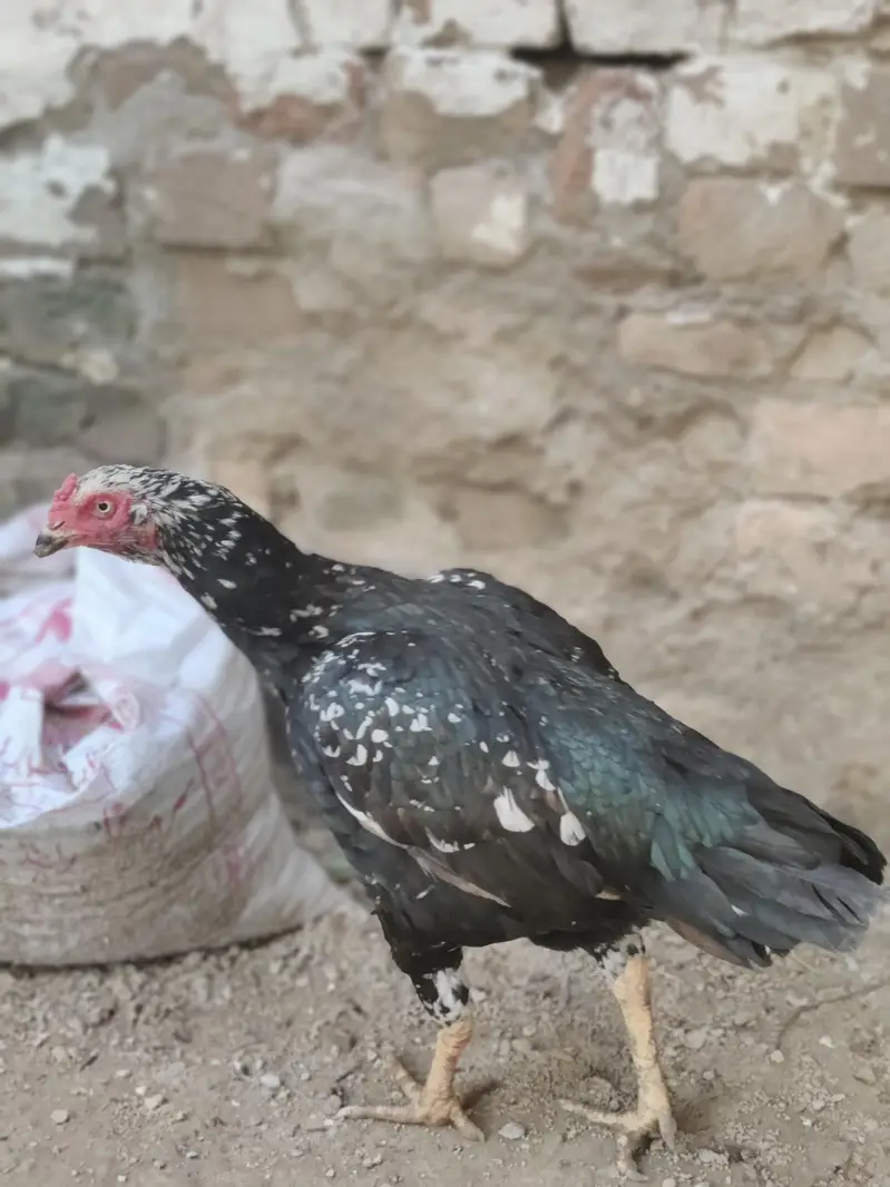 Urgent sale bot kobsorat murgi ha pure miwawali — photo 3