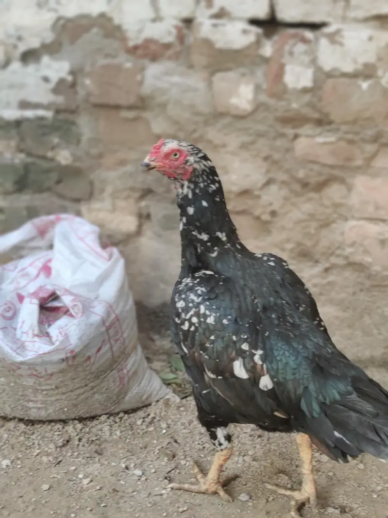 Urgent sale bot kobsorat murgi ha pure miwawali — photo 4