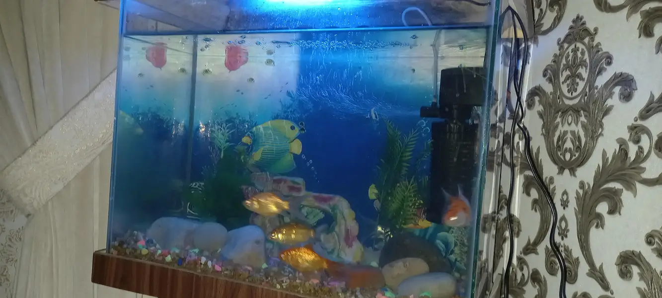 Fish Aquarium Tank — photo 5