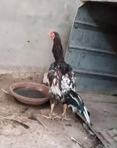 aseel lasani patha old bloodline
