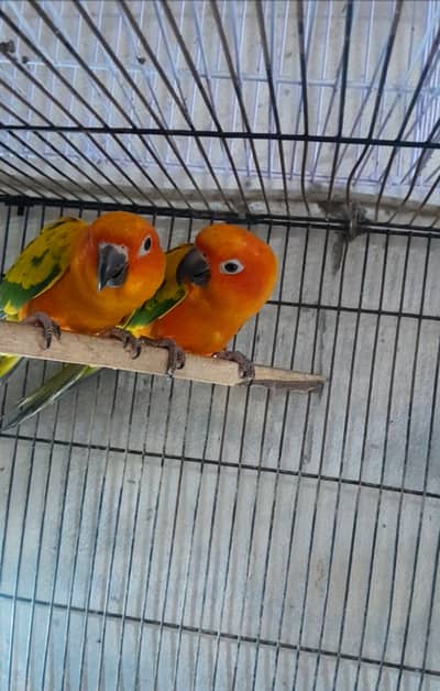 Sun conure beader pair with dna