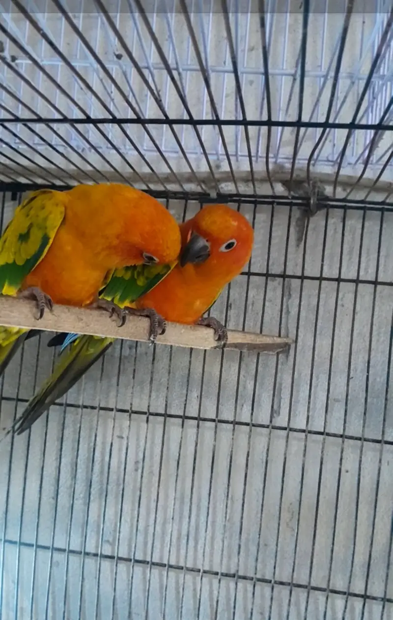 Sun conure beader pair with dna — photo 2