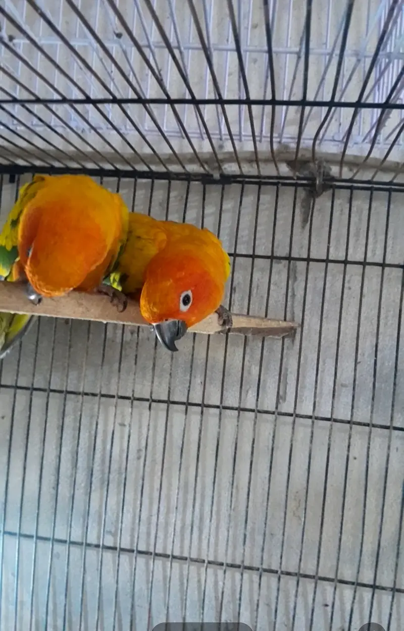 Sun conure beader pair with dna — photo 3