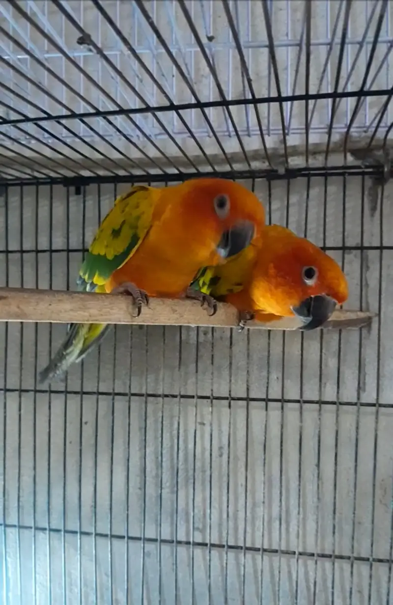 Sun conure beader pair with dna — photo 4