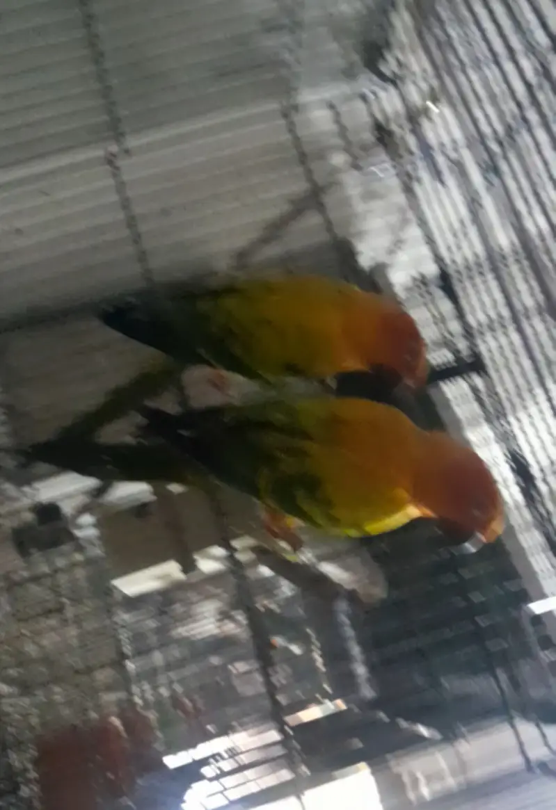 Sun conure beader pair with dna — photo 5
