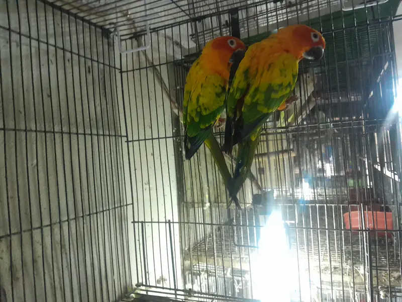 Sun conure beader pair with dna — photo 6