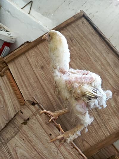 light brahma chiks
