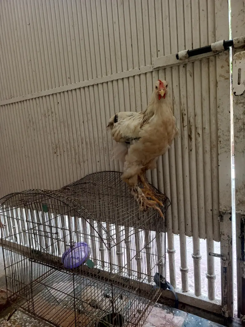 light brahma chiks — photo 2