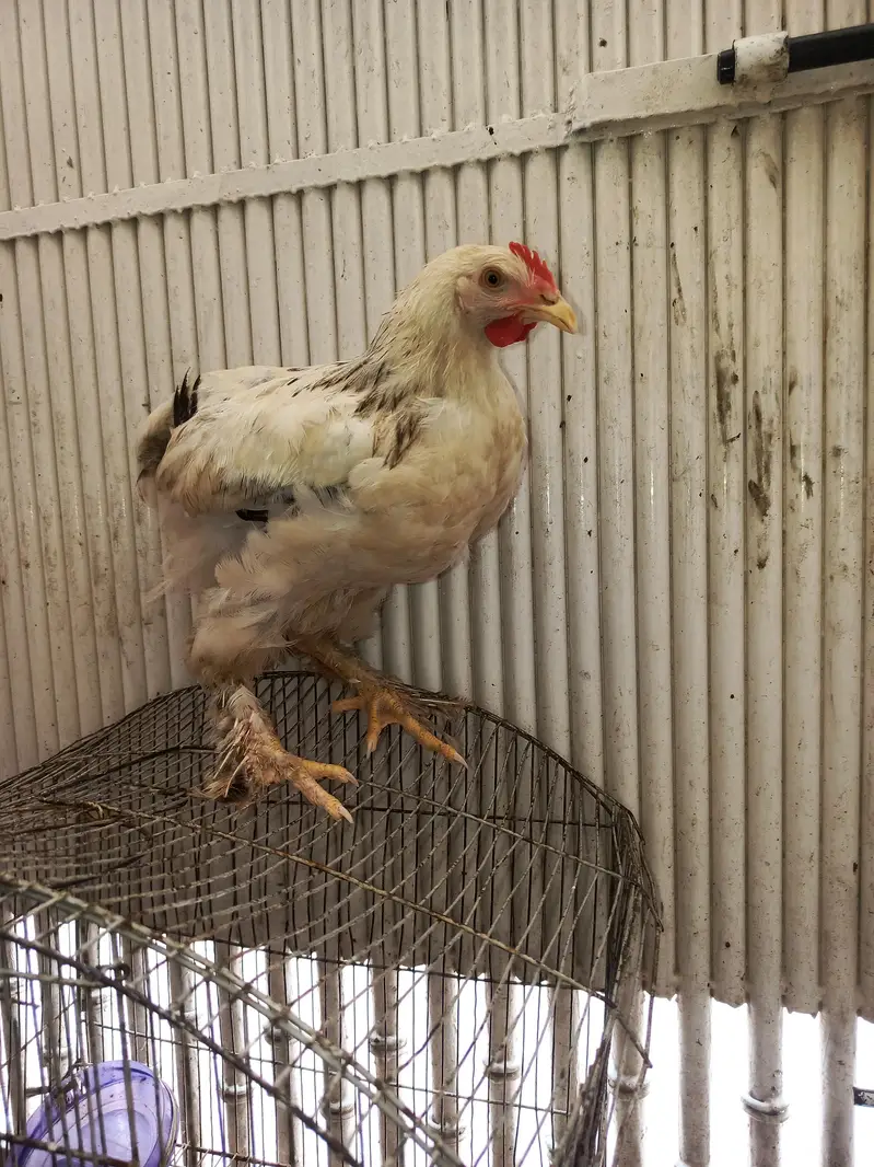 light brahma chiks — photo 3
