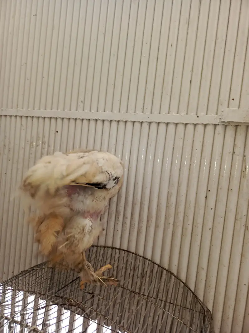 light brahma chiks — photo 4