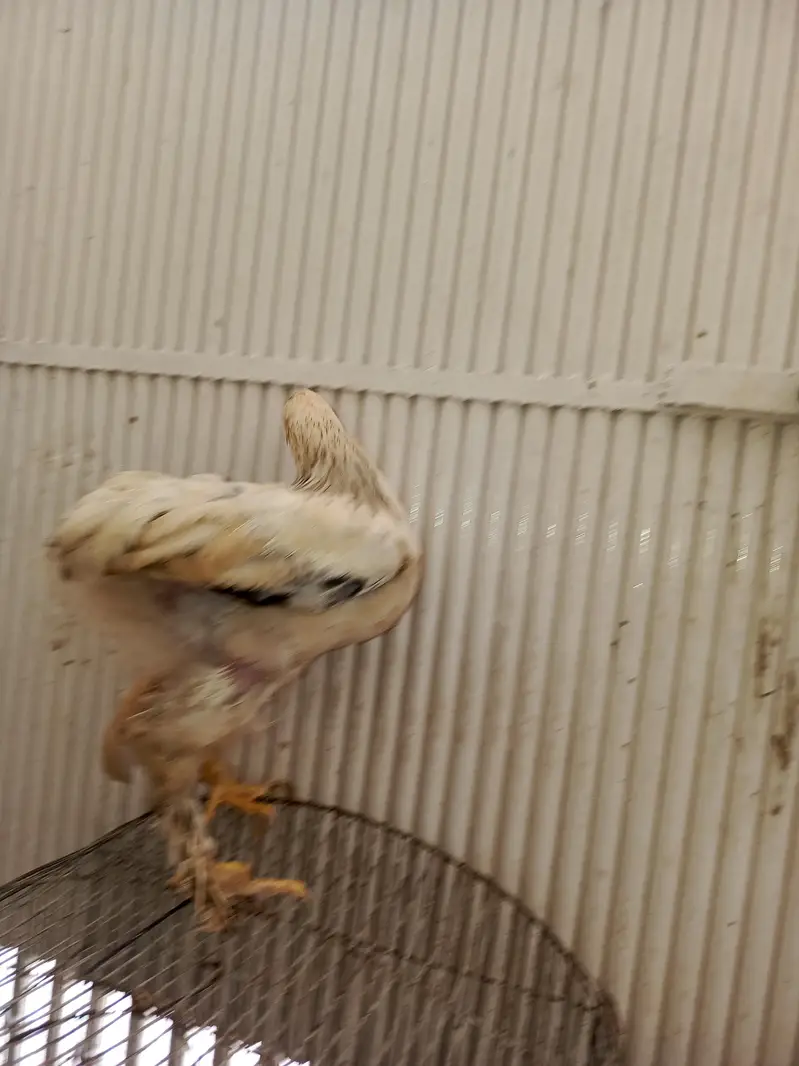 light brahma chiks — photo 6