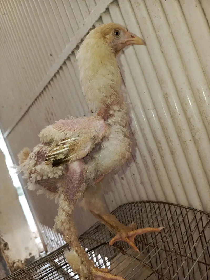 light brahma chiks — photo 7