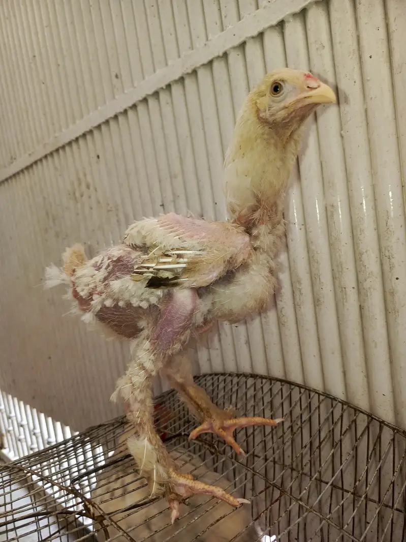 light brahma chiks — photo 8