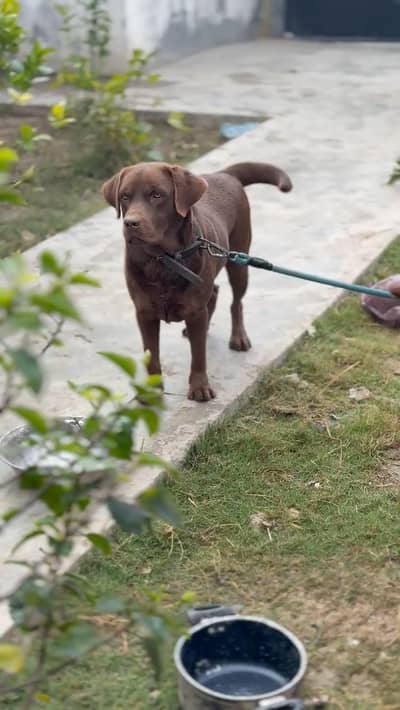 Chocolate Labrador Male