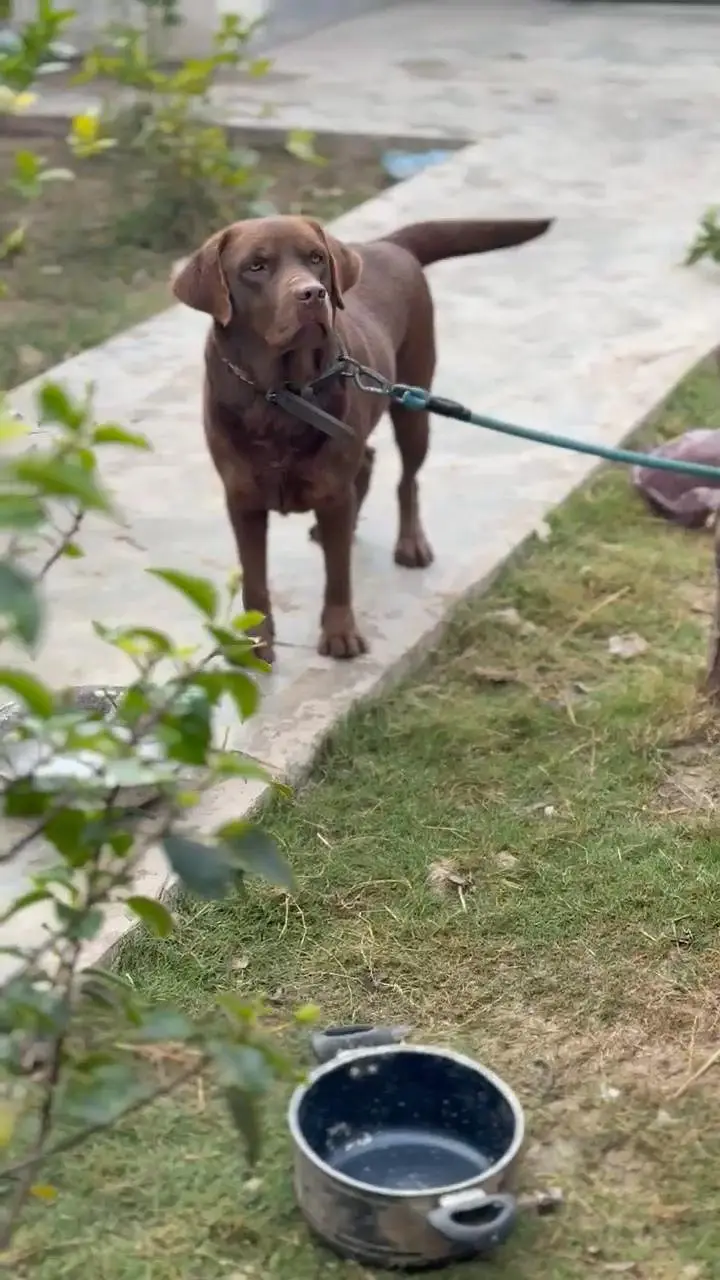 Chocolate Labrador Male — photo 2