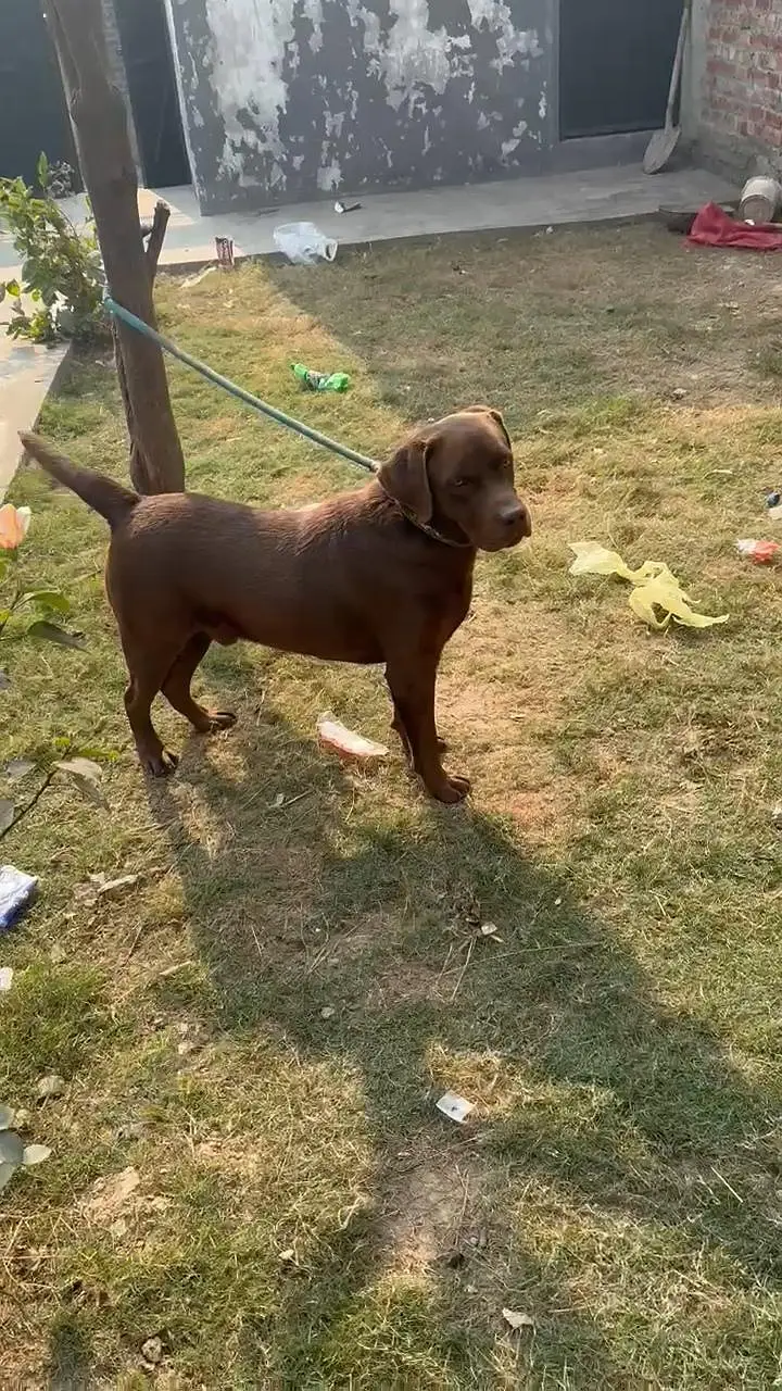 Chocolate Labrador Male — photo 3