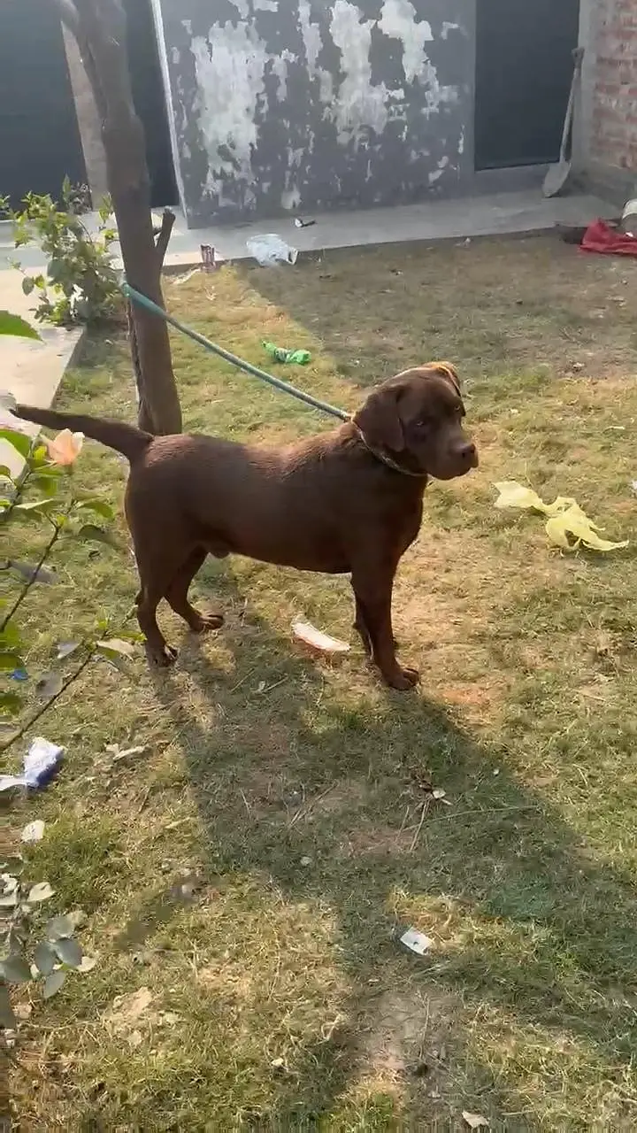 Chocolate Labrador Male — photo 4