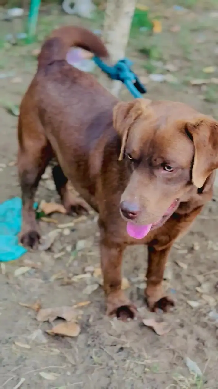 Chocolate Labrador Male — photo 5