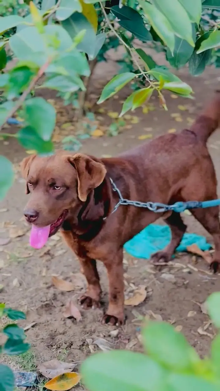 Chocolate Labrador Male — photo 6
