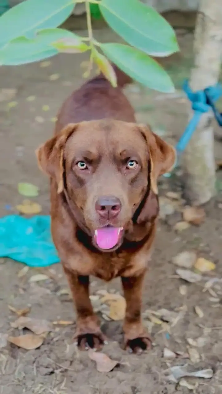 Chocolate Labrador Male — photo 7
