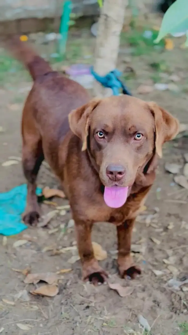 Chocolate Labrador Male — photo 8