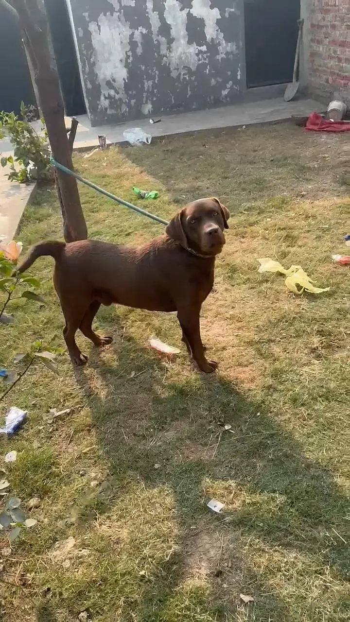 Chocolate Labrador Male — photo 9