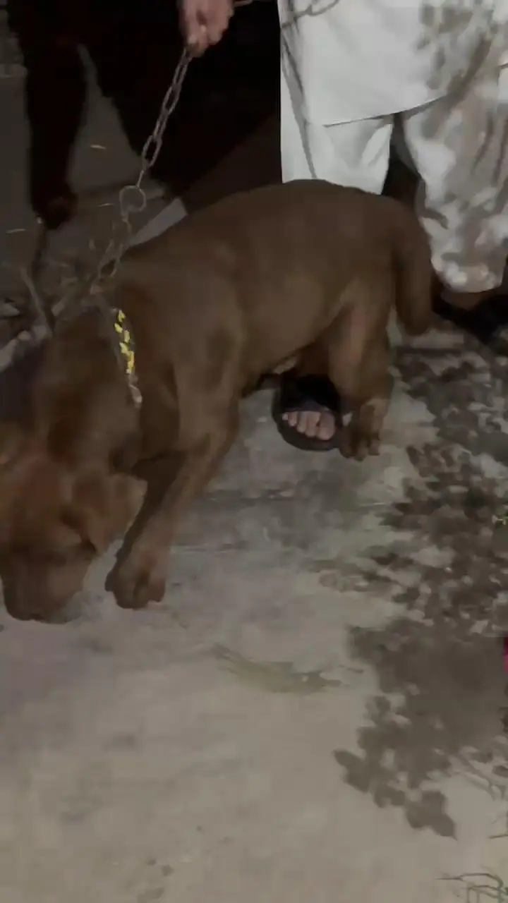 Chocolate Labrador Male — photo 11