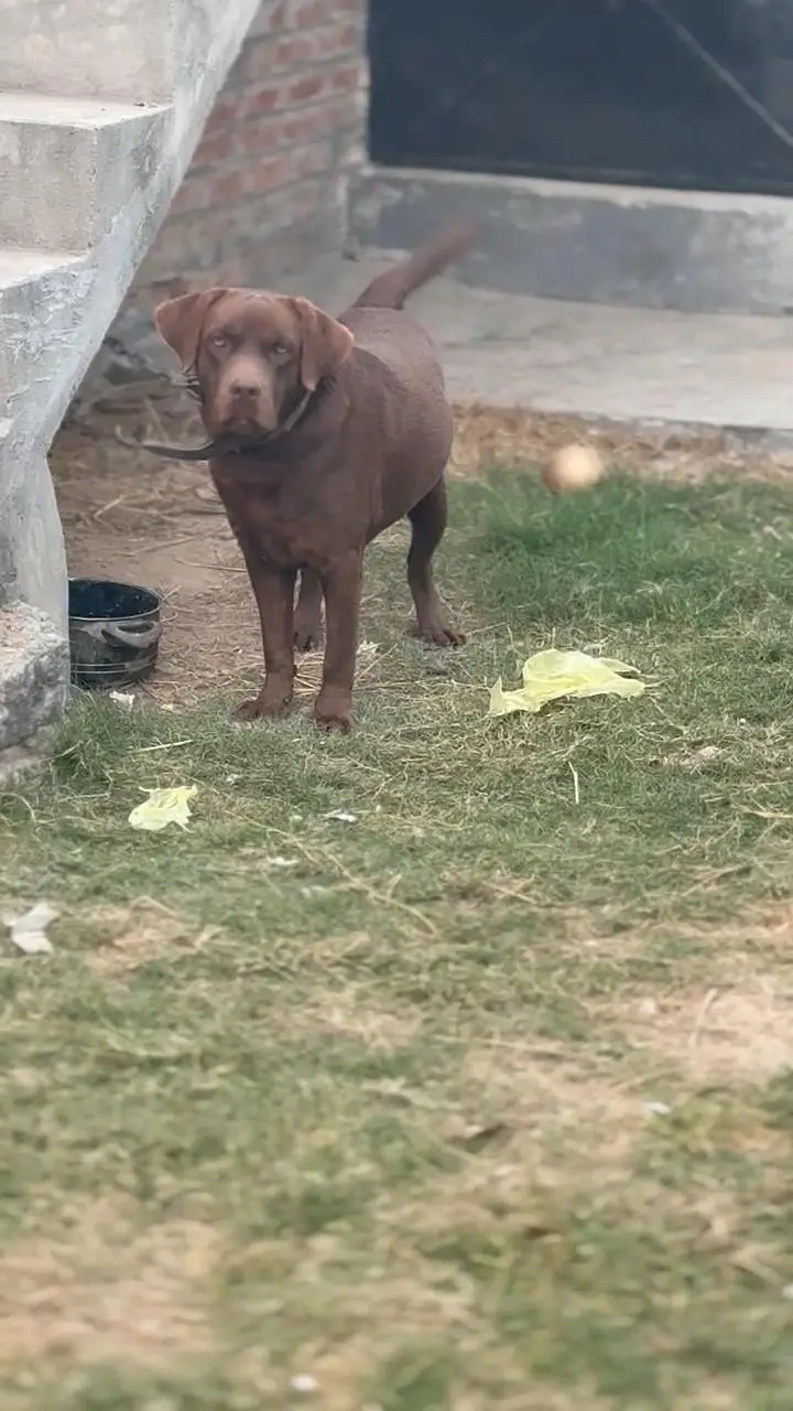 Chocolate Labrador Male — photo 12